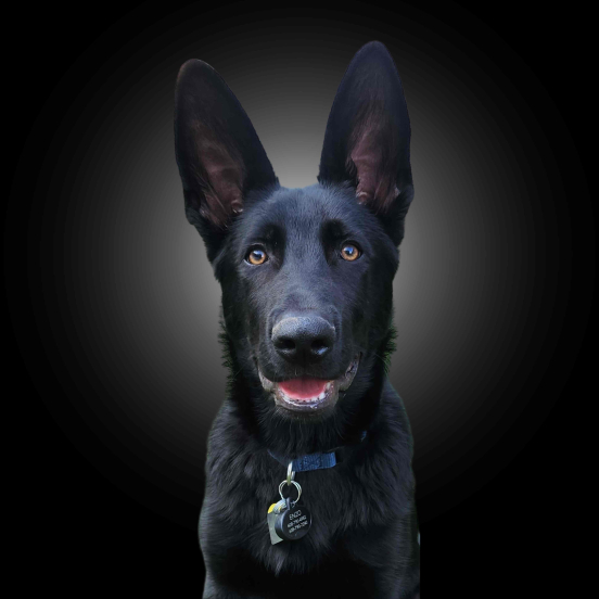 Enzo Elder